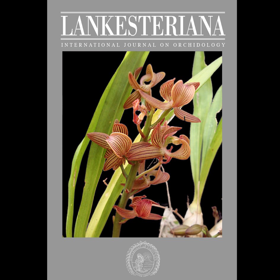 lankesteriana's tweet photo. Discover Mormodes benelliana—a  new orchid species from Brazil, found in the transition zone between the  Amazon and Cerrado.    https://t.co/0zY9W8LHnT https://t.co/CUuqNHXaNs