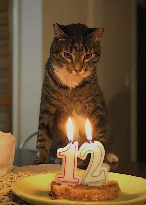 Happy Cat 🐱💟 tweet media