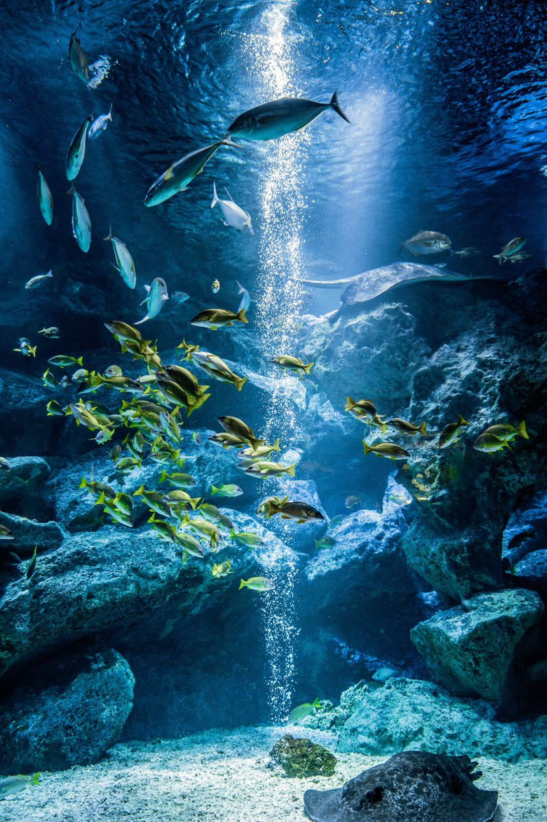 aquarium_sora's tweet photo. すみだ水族館でのんびりしたい https://t.co/4s7iNTyFoQ