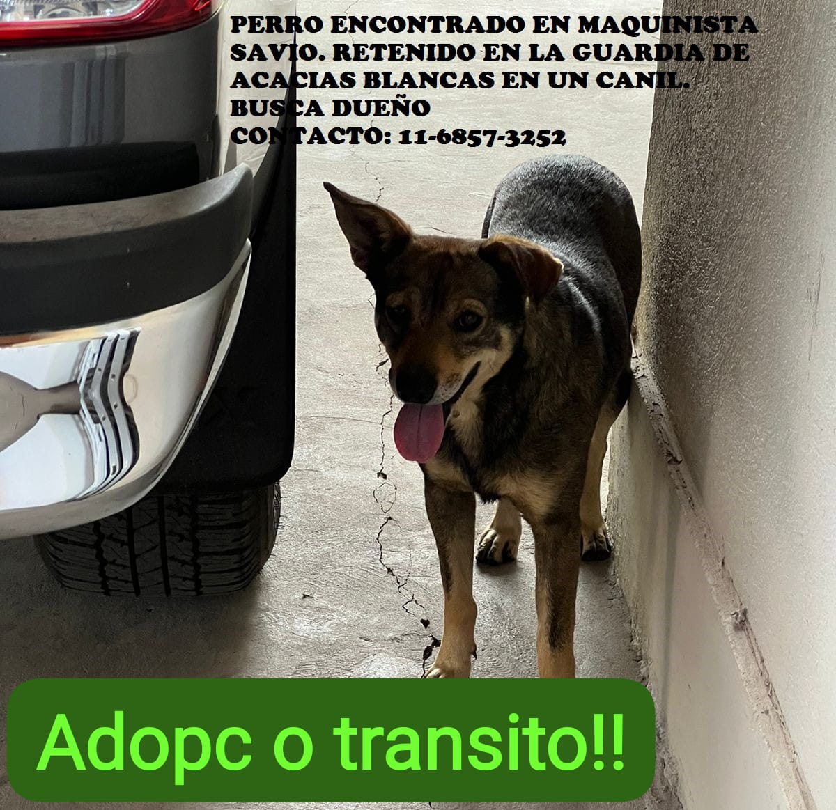 RaquelMait's tweet image. Perrito encontrado en Maquinista Sabio   esta retenido en un canil. Difundan x tránsito o adopción urgente.  Gracias
@amoperrosygatos 
@Bichuok1 
@claugomez1960 
@grace_luca 
@elcid_2022 
@gypdeflores 
@1973Valeria 
@wanchanklein 
@epieri69 
@Gaby_Gege 
@hombrepieOk 
@Debbuc2