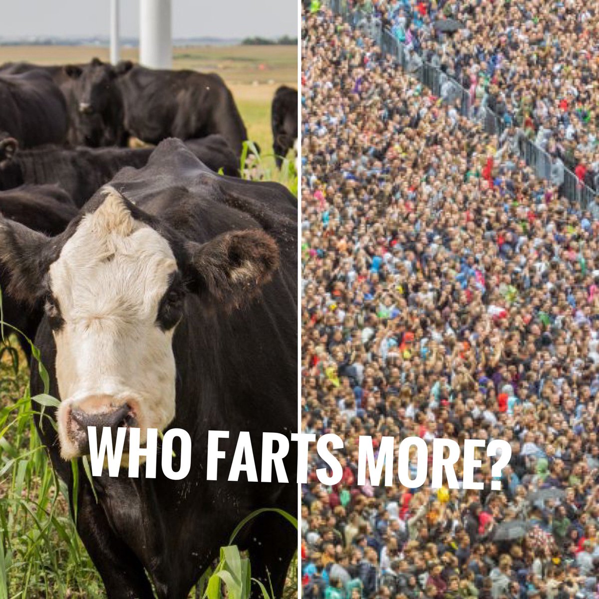 SolarAloha's tweet image. Rumor has it that cows fart and that's why climate is changing. 
As of January 1st, 2024 global population is a little over 8.1 billion while kettle numbers are estimated at around 1.5 billion. 
Question: Who farts more?