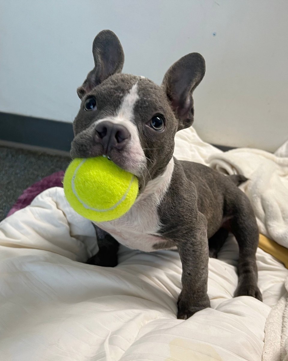 ASPCA's tweet photo. Lillibeth is on a journey to find the BEST ballie and with the help of @Chewy, there's no doubt she'll find one! We've partnered with Chewy, and now when you shop through our affiliate link, your purchase may benefit the ASPCA! Visit https://t.co/qhn32iB0qL to shop! 🧡 https://t.co/dPer3sNW2K