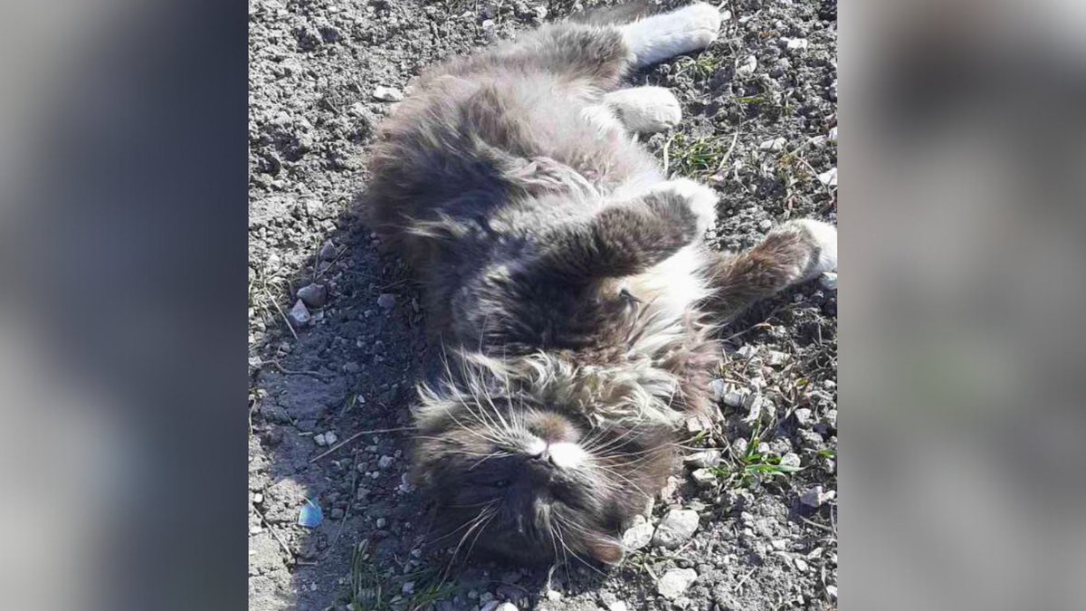 Network4Animals's tweet photo. A grant from a generous donor has helped protect over 400 animals from life-threatening diseases in war-torn #Ukraine, enabling our partner #NOWZAD to continue saving forgotten pets & prevent the spread of diseases. Please share this amazing story!
#NFAUpdates #NFAWar #NFAUkraine https://t.co/ahTopsxQqd