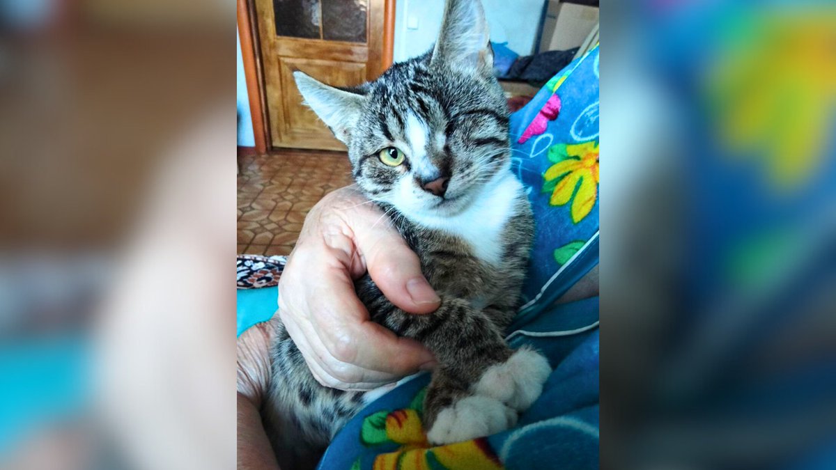 Network4Animals's tweet photo. A grant from a generous donor has helped protect over 400 animals from life-threatening diseases in war-torn #Ukraine, enabling our partner #NOWZAD to continue saving forgotten pets & prevent the spread of diseases. Please share this amazing story!
#NFAUpdates #NFAWar #NFAUkraine https://t.co/ahTopsxQqd