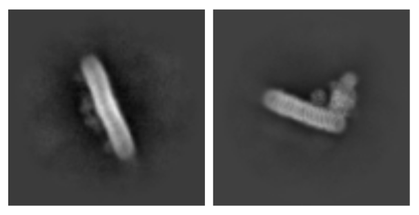 SPintscher's tweet image. The postdoc position in my @NCN_PL funded project at @JagiellonskiUni 🇵🇱 is still open!
Join our structure-function research on respiratory complexes and supercomplexes of #thermoacidophiles
Details are here: tinyurl.com/sulfolobus2
#postdocposition #archaea #cryoEM
Please RT