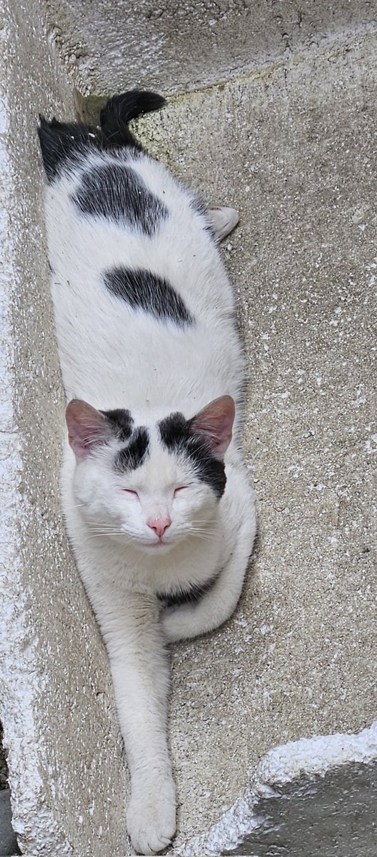 cindylynp's tweet photo. Disfrutando el #sol #catlover #cat #happy https://t.co/hiu6wbwgfb