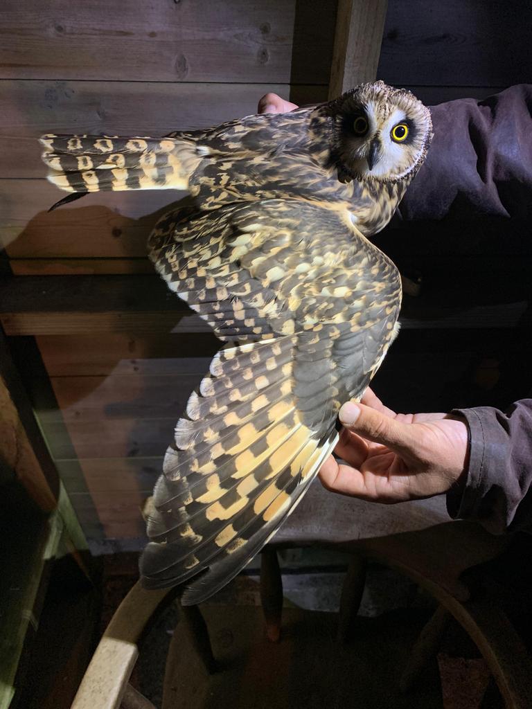 Short-eared Owl trapped and ringed last night 📷 Tom Williams. Today, Lapwing, 5 Golden Plover and Great Northern Diver all new-in, plus Short-toed Lark still present <a href="/BirdGuides/">BirdGuides</a>