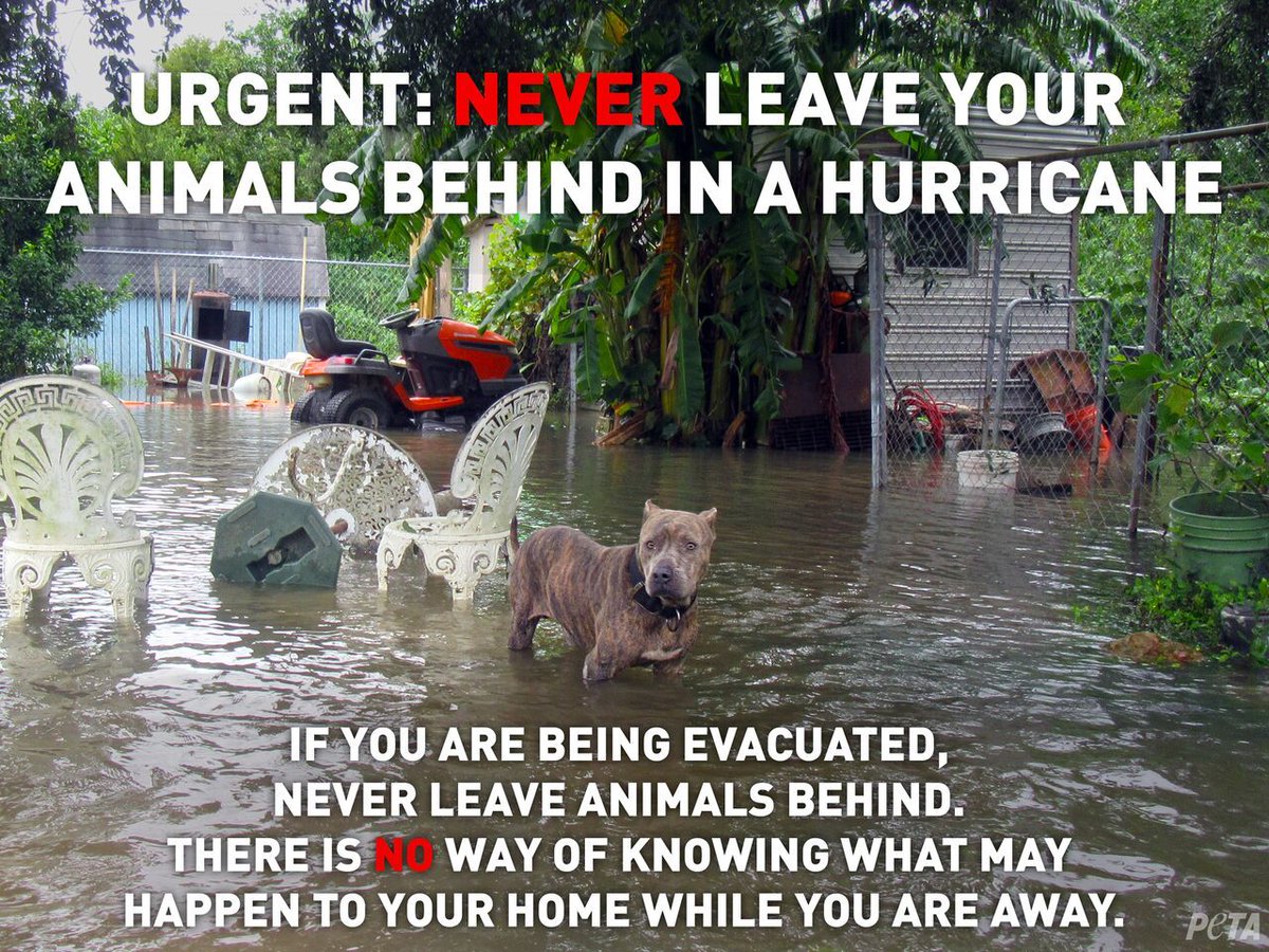 PETA (@peta) on Twitter photo <a href="/ryanhallyall/">Ryan Hall, Yāall</a> So scary! Reminder: never leave anyone behind! Please share these lifesaving tips to protect companion animals during a natural disaster like Hurricane Milton: peta.vg/2com #HurricaneMilton #Milton <a href="/ryanhallyall/">Ryan Hall, Yāall</a> So scary! Reminder: never leave anyone behind! Please share these lifesaving tips to protect companion animals during a natural disaster like Hurricane Milton: peta.vg/2com #HurricaneMilton #Milton