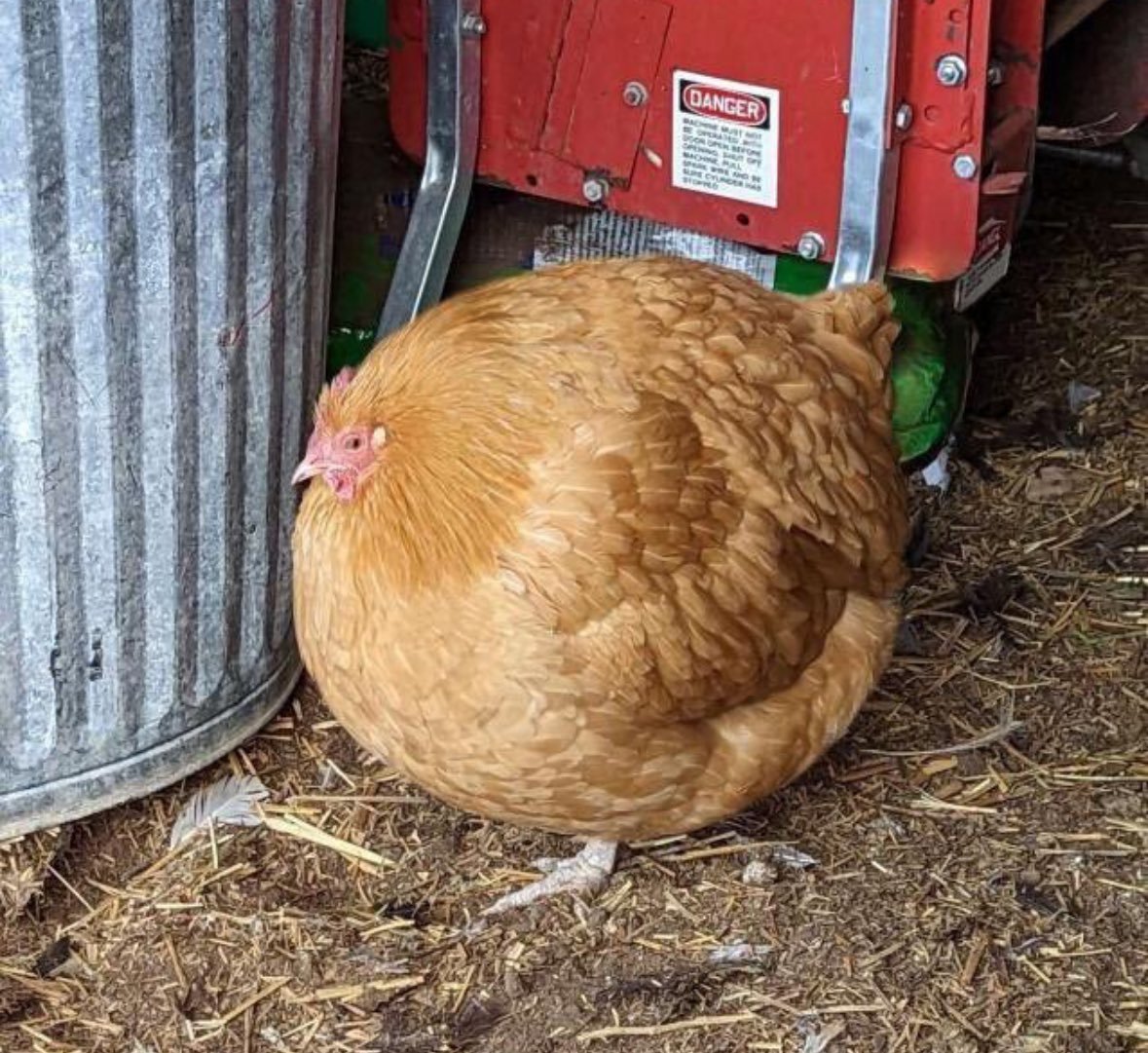CatelFlorian's tweet photo. On a pas été trop long ?
Ho j’ai nourri les poules…
La poule:
#adp
#adp24
#adp2024 https://t.co/R8XJpr5Kya