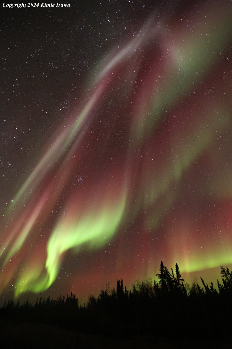 audrey19740719's tweet photo. #Aurora from #Ingrahamtrail #Yellowknife
October 6-7,2024 Sun-Mon 10:45pm-2:00am +0℃ Clear

#NWT #ExploreNWT #SpectacularNWT #northwestterritory #northernlight #AuroraBorealis
#イエローナイフ #ノースウェストテリトリー
#オーロラ #オーロラ姫 #秋オーロラ https://t.co/MndHejao1e