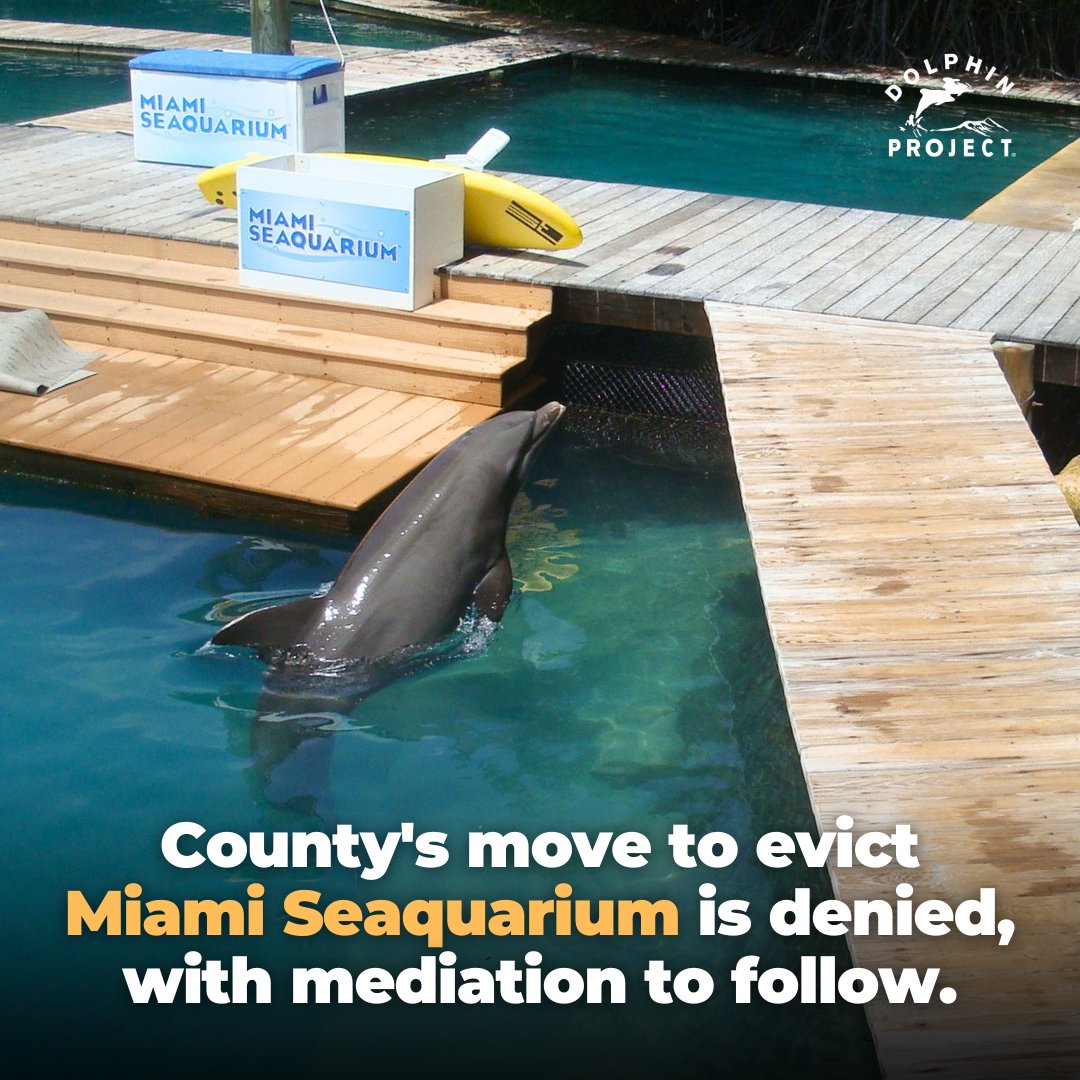 Dolphin_Project's tweet photo. At a hearing on Oct. 2nd, a judge denied the Miami-Dade’s motion for eviction of #MiamiSeaquarium, with both parties to head to mediation later this month. Currently, there are nearly 1,000 animals still at the facility. Take action at: https://t.co/jA1zHHZX7U https://t.co/woqhO1RtVl