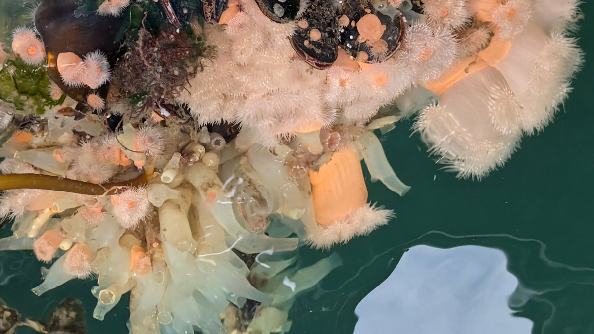 Great views of arctic warbler and Pallas' grasshopper warbler today. Other nature photographer included Northern lights, Porpolomopsis calyptriformis, Metridium senile and Ciona intestinalis