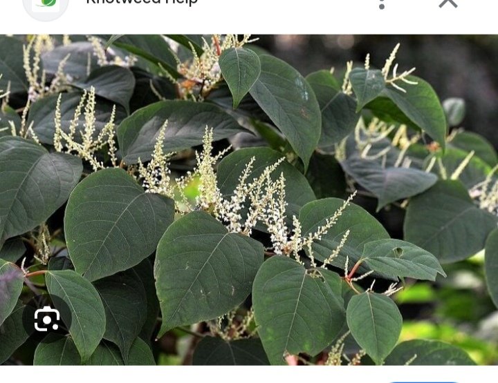 IrelandTrust's tweet photo. Breaking::Today, the High Court granted Leave for Judicial Review against An Bord Pleanala granting planning in a vulnerable Flood Zone area infested with Japanese knotweed at New Road, #Thomondgate #Limerick.Case brought by local residents, community and environmental groups. https://t.co/nDFQz21ne0