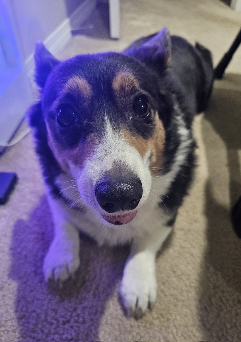 Cora 💙 tweet media