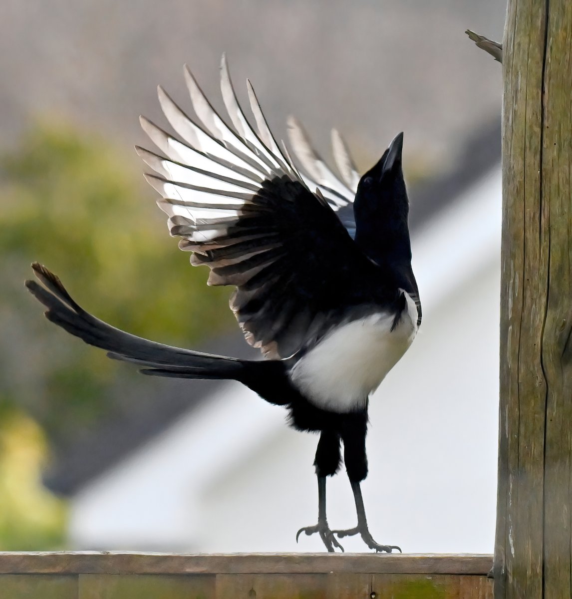 Ballerina Magpie! 😍
 Taken through my kitchen window at the weekend. 😀🐦