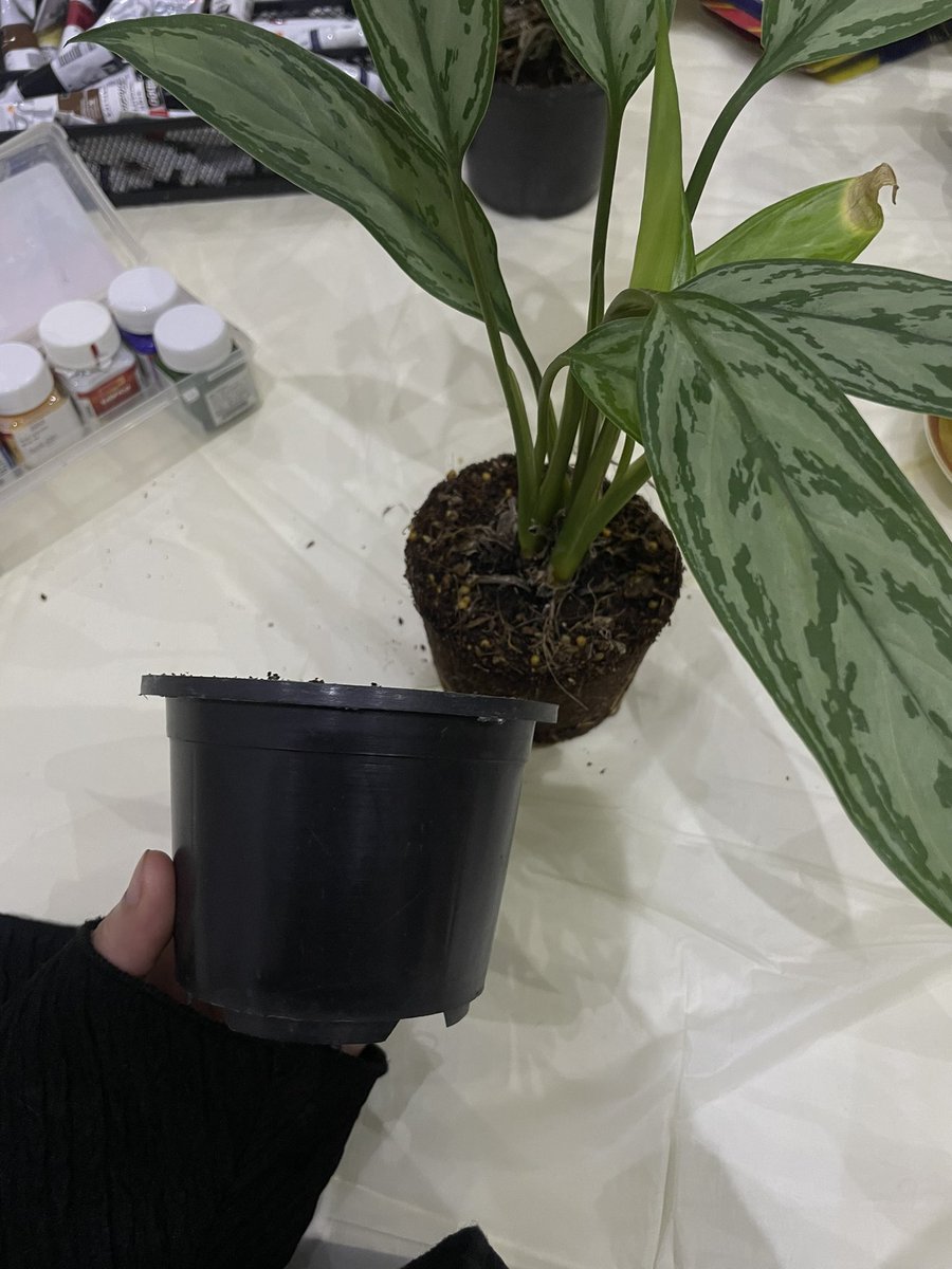 🕰️🌱🪴👩🏻‍🎨 ساعة عتيقة ؟