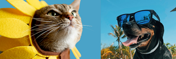 SweepsPet's tweet photo. Voting is OPEN for the 4 finalists of the Cool Pet of the Summer Contest 2024.  Vote for your favorite now!
https://t.co/gpcdEEBtVp #coolpetofsummer2024 https://t.co/4fG86ZwKJk