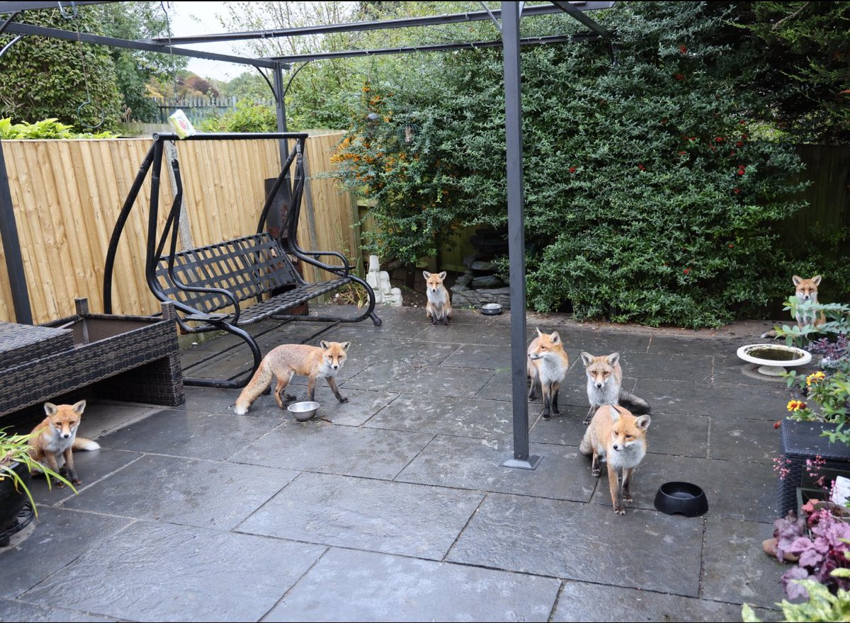 GP_wildlife's tweet image. Seven foxes, the 4 towards back are this years cubs and near 3 are from last year #Fox #foxcubs #foxes #foxlove #foxkits #foxlovers #FoxOfTheDay #fuch #fäks #renard #urbanwildlife #urbanfox