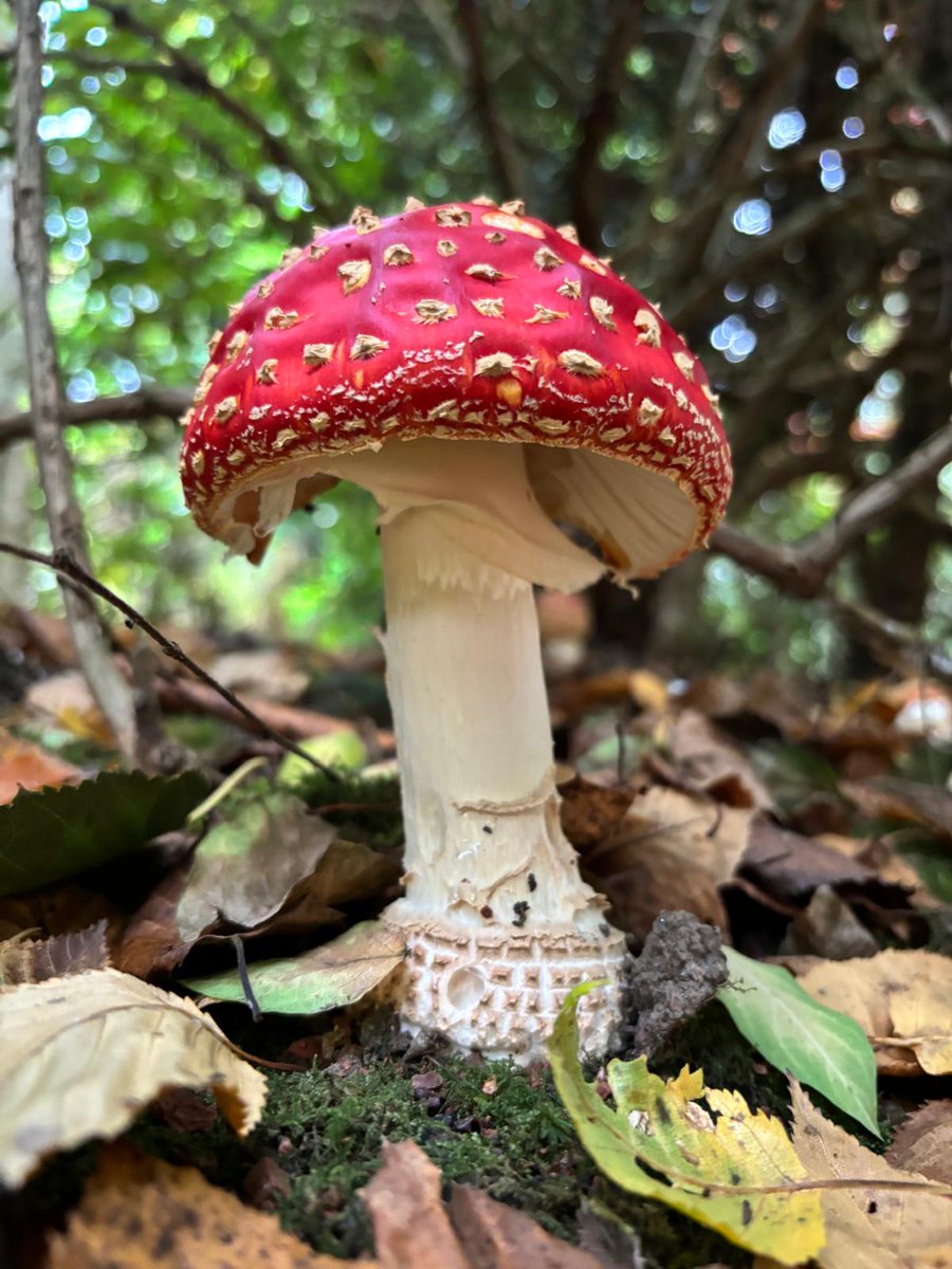 Forest_Walker1's tweet image. #Fungi @NTClumberPark  #FlyAgric @WildFoodUK