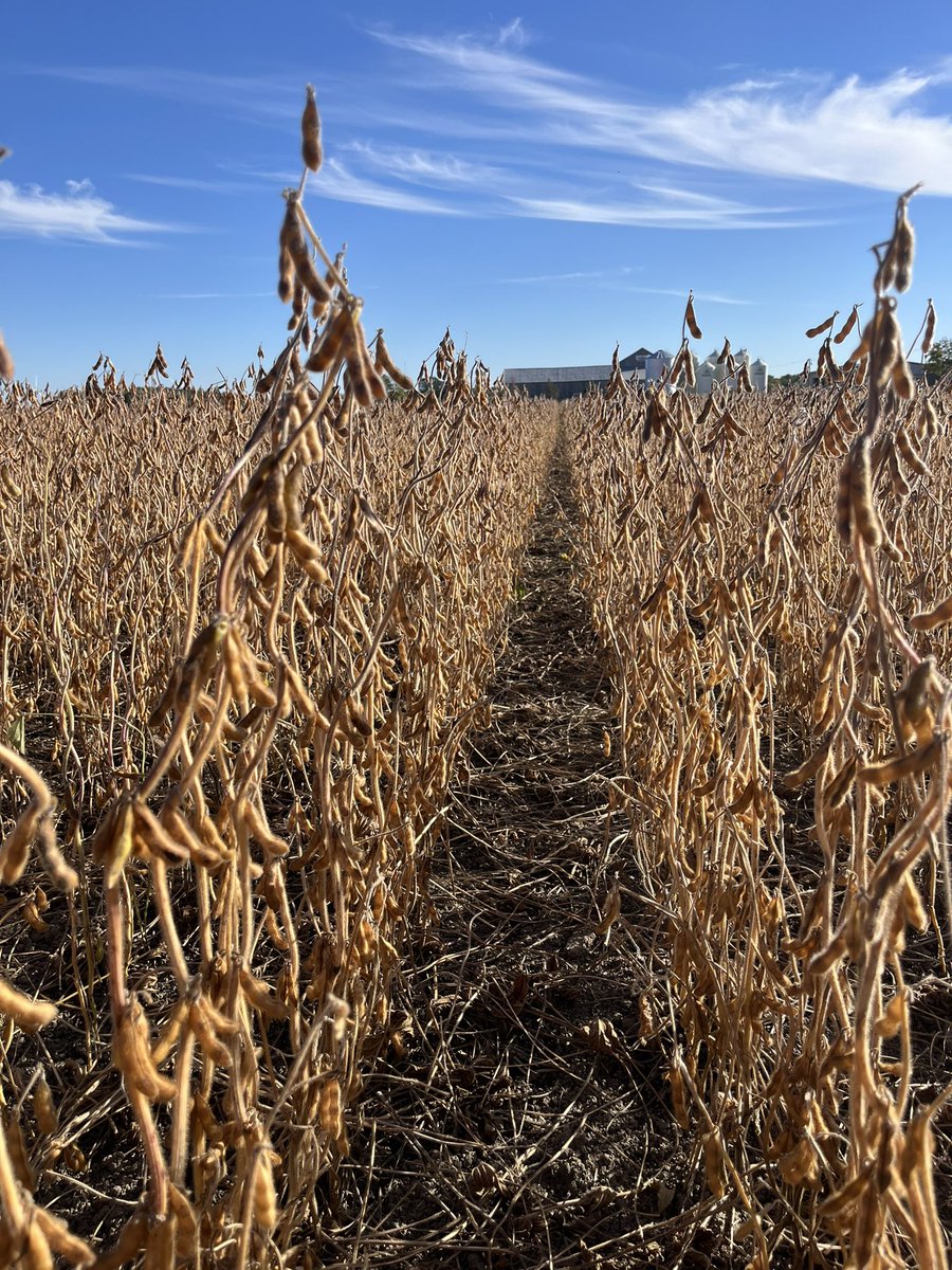 You’re going to want to make <a href="/PioneerSeedsCA/">Pioneer Seeds Canada</a> new #Zseries E3 Soybeans part of your 2025 crop plan. Seeing excellent results here in North Lambton so far.