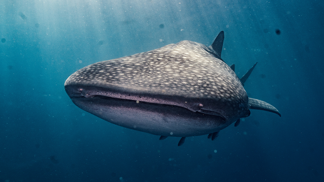 Nature Portfolio (@natureportfolio) on Twitter photo Whale sharks may be up to 15,000 times more likely to collide with a shipping vessel at the end of the century, under a high-emissions scenario, according to a study in <a href="/NatureClimate/">NatureClimate</a>. go.nature.com/3zKOOCr Whale sharks may be up to 15,000 times more likely to collide with a shipping vessel at the end of the century, under a high-emissions scenario, according to a study in <a href="/NatureClimate/">NatureClimate</a>. go.nature.com/3zKOOCr