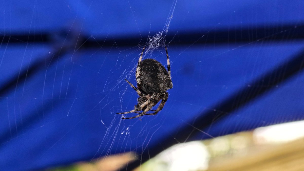 pacoswitch's tweet photo. @Arachno_Cosas hola. Esta belleza hizo nido en mi patio. Me gustaría saber que tipo es y si es de importancia médica. https://t.co/bTcaHTnGWG