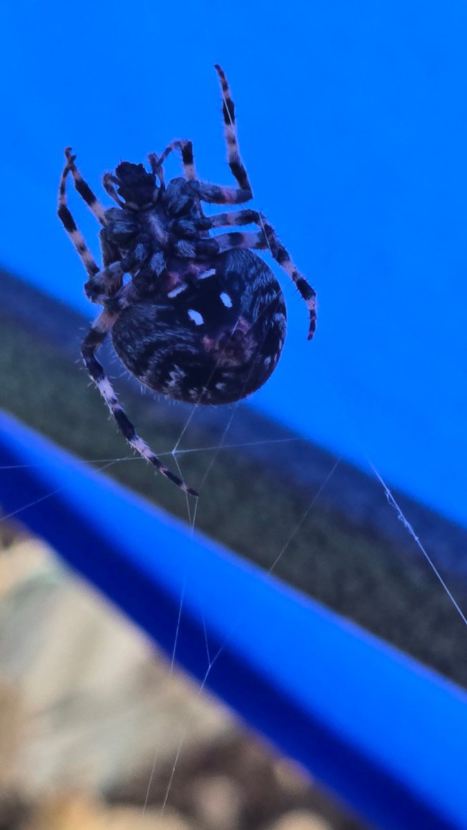 pacoswitch's tweet photo. @Arachno_Cosas hola. Esta belleza hizo nido en mi patio. Me gustaría saber que tipo es y si es de importancia médica. https://t.co/bTcaHTnGWG