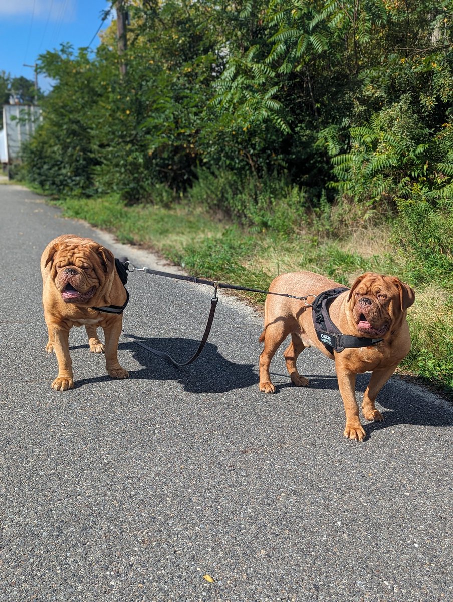 mafia_mastiff's tweet photo. The Beasts of the East Coast Bubba and Oscar are out patrolling in the Pines of Southern Jersey. We know who belongs here and who's up to no good and act accordingly. A friendly greeting or running for your life 😂 Have a great evening.😊🙌🐾🇺🇸🐾
#AlphaMAGA @SeanSean252 https://t.co/xInVbPeapU