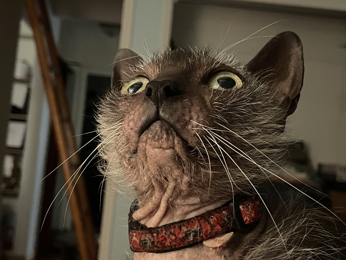 sol brennan tweet media