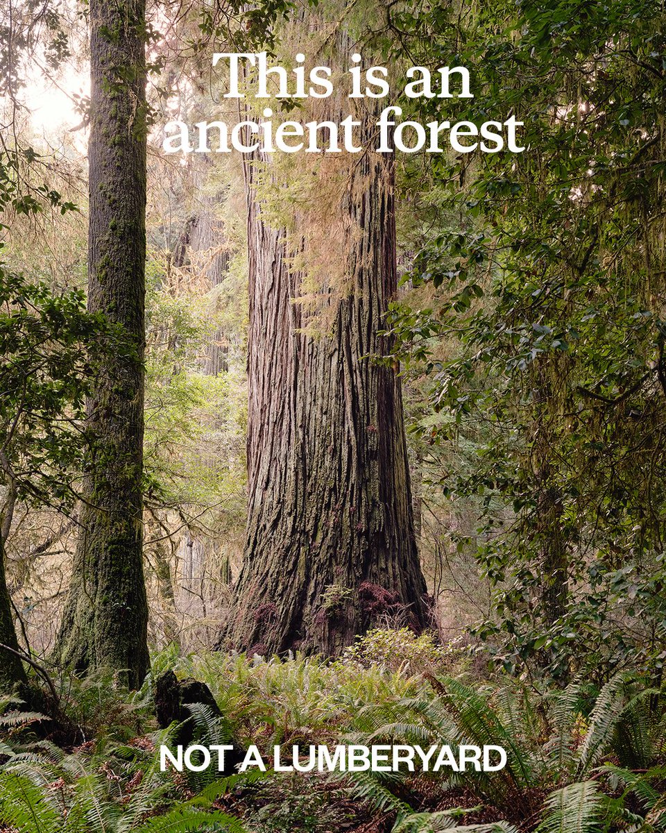 Without strong federal protections, commercial logging could destroy the last ancient forests the US has left. Photo: Brian Kelley