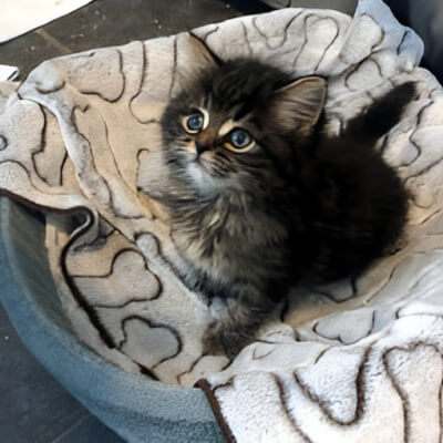 LUGOSI, ZOYA AND LUDMILA ARE IN NEED OF A FOSTER HOME!

The kittens are approximately 7 weeks old and currently in a shelter. They will have a better chance of being adopted if we can get them into one of our Abbey Cat foster homes

Foster: docs.google.com/forms/d/e/1FAI…