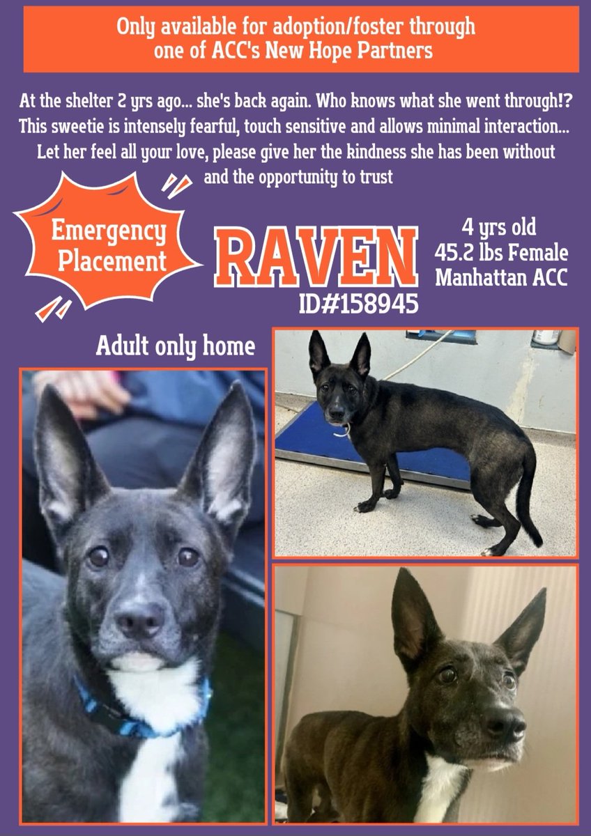 EASpenser's tweet photo. ❤️🖤RAVEN, age 4🖤❤️ ID 158945
❤︎ACC adopted out #Raven &amp; her🤩#fennecfox ears 2 yrs ago 
❤︎Now she's back, a #stray; what's happened to her in those 2 yrs?
❤︎Touch-sensitive &amp; terrified—why?
❤︎She needs #special #adopter or #fosteringsaveslives https://t.co/BJ4sQhL3sx https://t.co/J3PowkG969