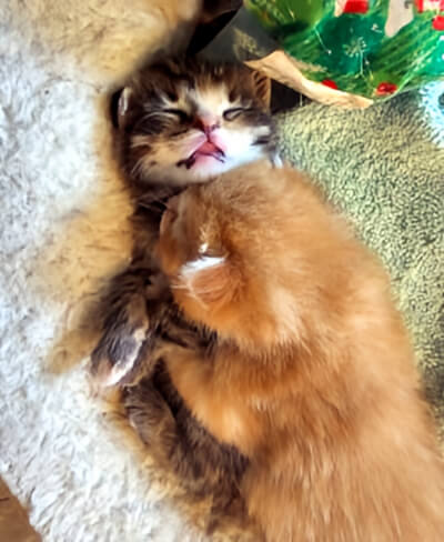 FOSTER HOME NEEDED FOR 3 ORPHANS!

Philly (orange male tabby), Evie (dilute tabby) and Maya (darker tabby) were taken after being found dumped outside on a very cold day. They were only a few days old. The shelter is full to the brim with no room.

Foster: docs.google.com/forms/d/e/1FAI…