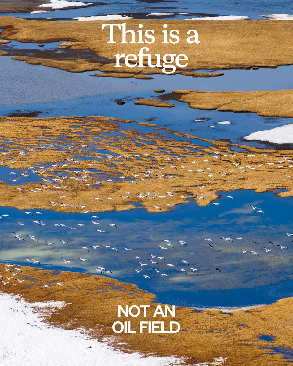 The next presidential administration will have the power to permanently prevent oil-and-gas extraction in the Arctic National Wildlife Refuge, one of the most biodiverse places on Earth. Photo: Florian Schulz