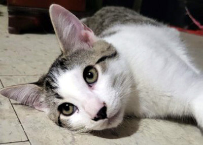 CAN YOU HELP OUT RAMSES &amp; PHARAOH WITH A FOSTER HOME?

The young brothers (DOB July 1, 2024) are playful, affectionate and super sweet. They are good with cats and dogs and would likely do really well with children to give them lots of attention.

Foster: docs.google.com/forms/d/e/1FAI…