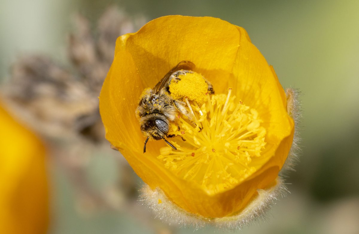 palisadeslapl's tweet photo. Get Your iNat Account & Camera Ready! The 2024 #LABioBlitz Challenge Started Oct 1st & ends Oct 31! https://t.co/vrvX1RVtC4
Wow! Take a look at this beautiful observation in L.A. from THIS morning!
https://t.co/dnUgnjl1kE
📸: Observation © naturephotosuze · some rights reserved https://t.co/4dPi1WEtut