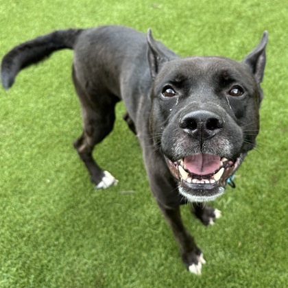 CuyahogaCounty's tweet photo. This week's Pet of the Week is named Wally World, a 6 year old black and white shepherd mix. He enjoys going for long walks and would do best in a home with a female dog or where he is the only pet. He's not a fan of cats. Meet Wally W! @CuyahogaDogs https://t.co/4Zza25J0Yj #POTW https://t.co/9Q3flkbDvs
