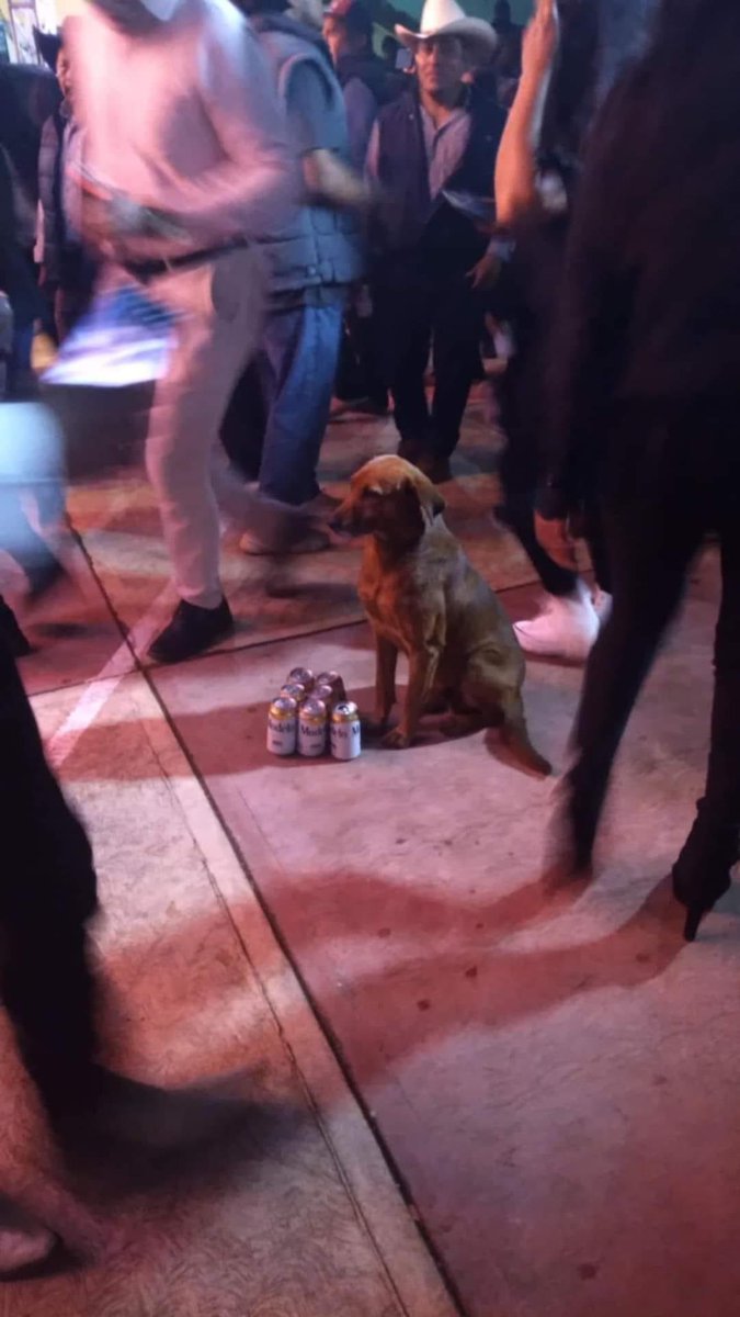 100LACALLE's tweet photo. CUANDO TE LLEVAS AL FIRULAIS PA QUE TE CUIDE LA CERVEZA MIENTRAS BAILAS https://t.co/ltzPxJhDfd
