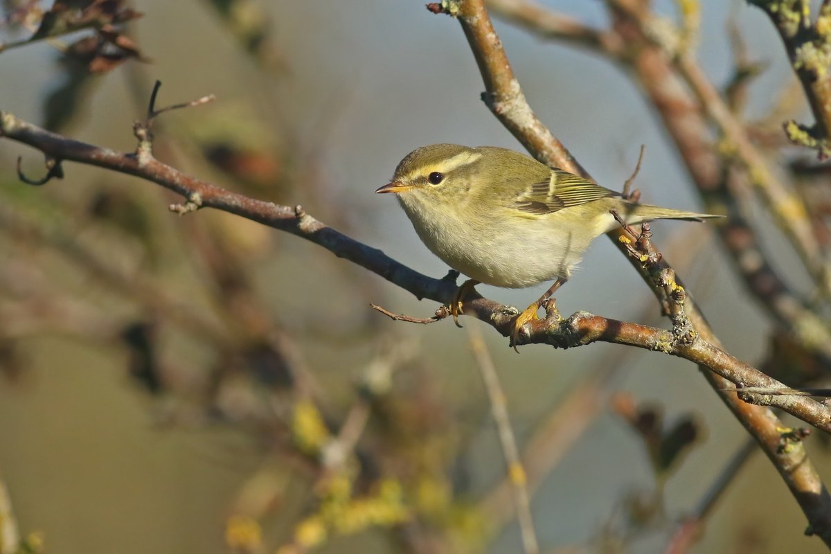 Tim__Schipper's tweet image. For me, today was the first day with more than one YBW, with a total of four birds. Two of them were very cooperative: these birds can really transform a dull day into one with colour!