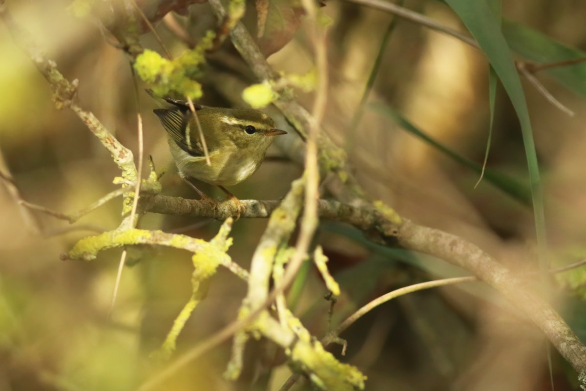 For me, today was the first day with more than one YBW, with a total of four birds. Two of them were very cooperative: these birds can really transform a dull day into one with colour!