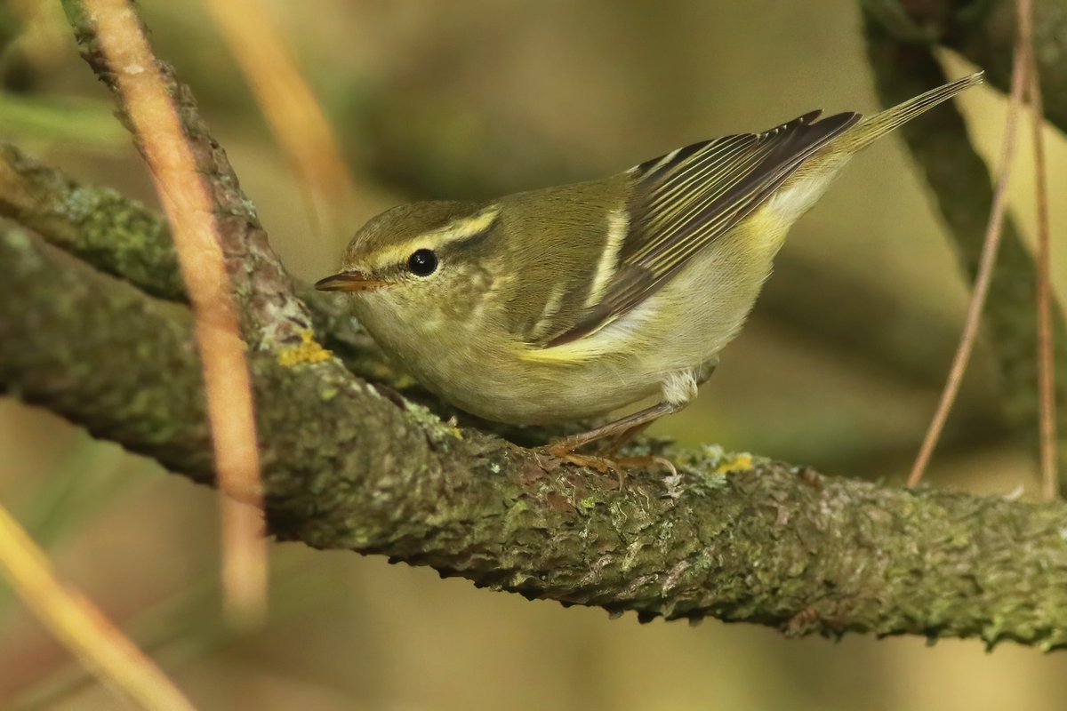 Tim__Schipper's tweet image. For me, today was the first day with more than one YBW, with a total of four birds. Two of them were very cooperative: these birds can really transform a dull day into one with colour!