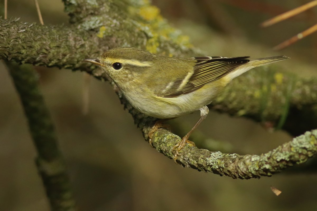Tim__Schipper's tweet image. For me, today was the first day with more than one YBW, with a total of four birds. Two of them were very cooperative: these birds can really transform a dull day into one with colour!