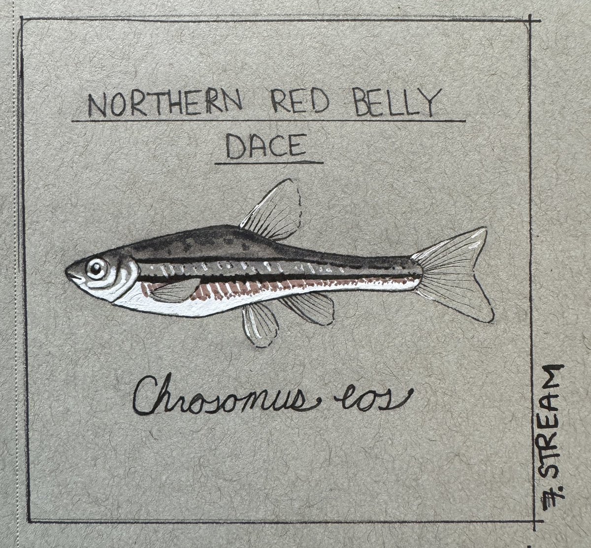 One of #Nebraska’s charismatic #stream species for the game and parks #inktober themes: the Northern Redbelly dace.