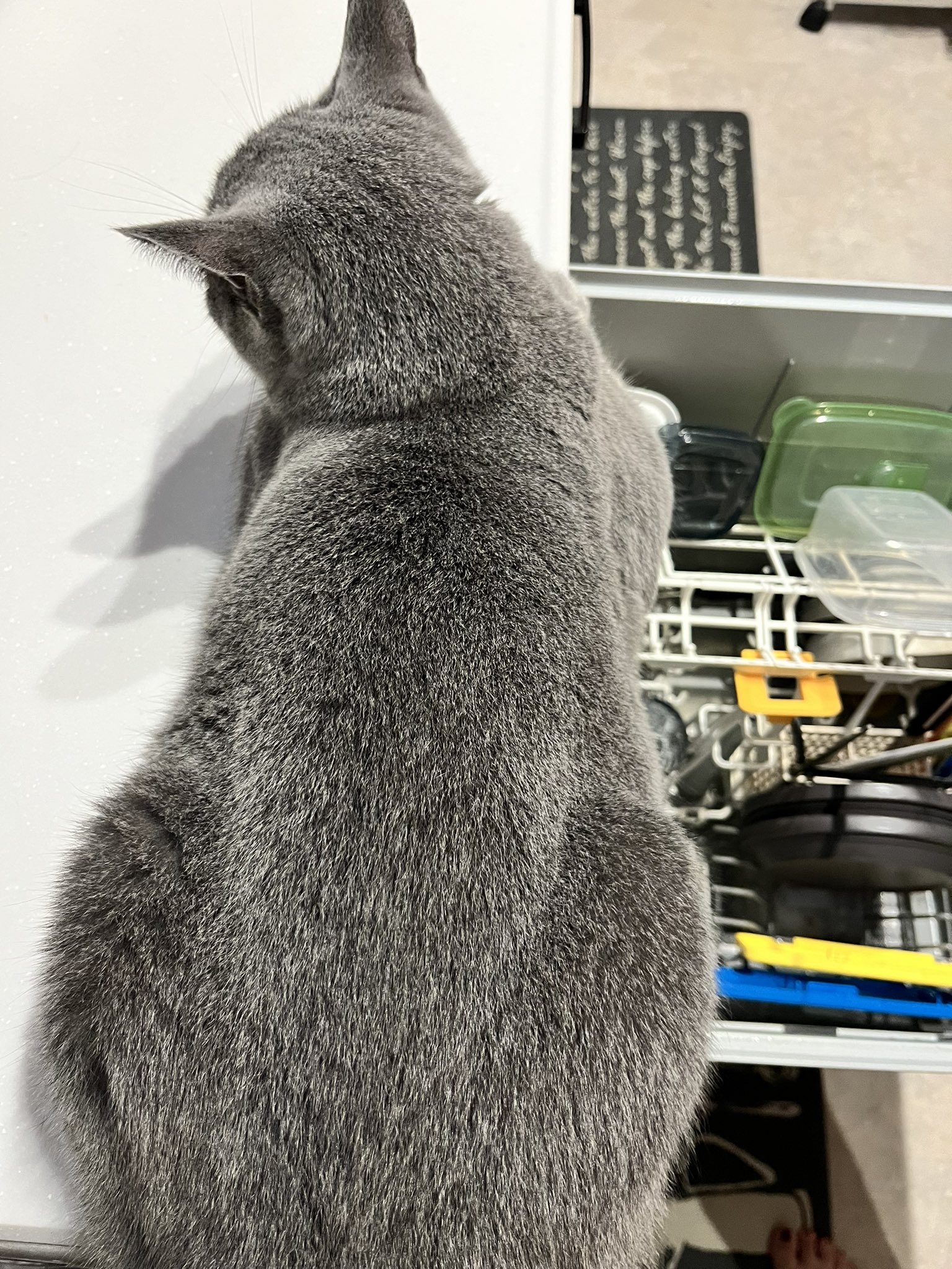 デカくなったなぁ - Search / X