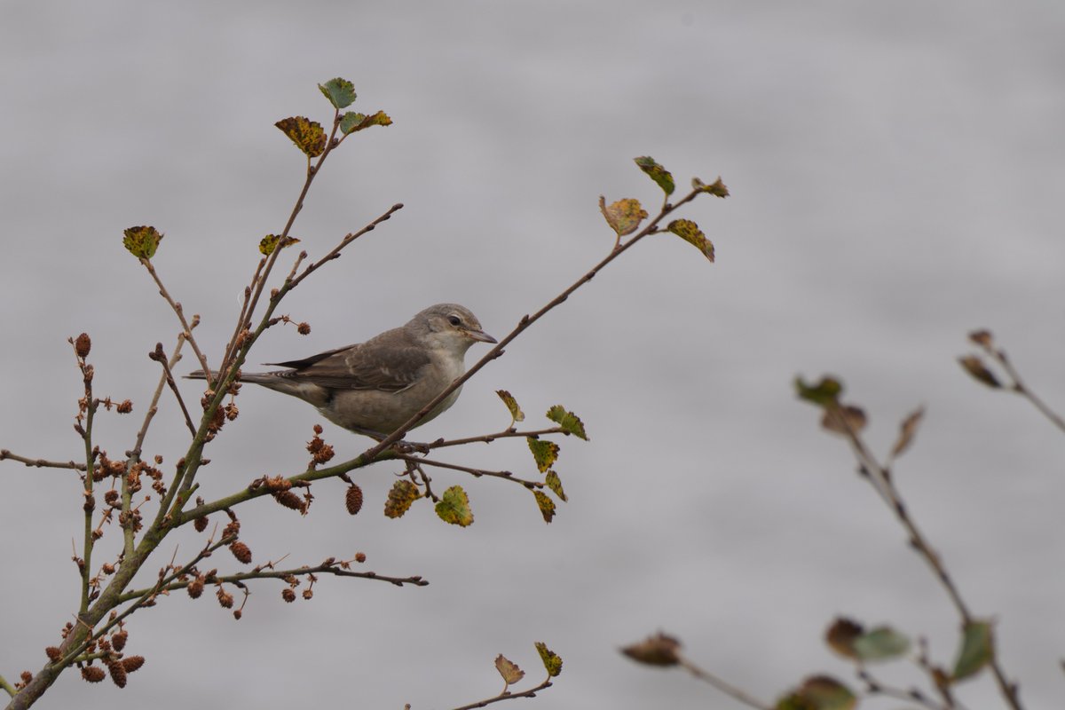 AlMcNee's tweet photo. Good birds, variable photography.  Shetland has produced Snow Bunting, Common Rosefinch, Barred, Paddyfield, Lanceolated and Pallas's Grasshopper Warblers in the last three days. https://t.co/MgokrkLgig