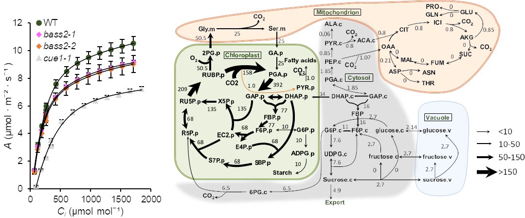 psnaofficial's tweet photo. Sonia Evans from Dr. Michael Phillips' lab (UofT) reveal that Rubisco supplies pyruvate for the MEP pathway, crucial for isoprenoid biosynthesis 🌱🔬 Check out their work in Nature Plants: https://t.co/Z5xC5ExdhY #PlantScience #Metabolism #Rubisco #Isoprenoids @UTM https://t.co/N1zYrig0k4