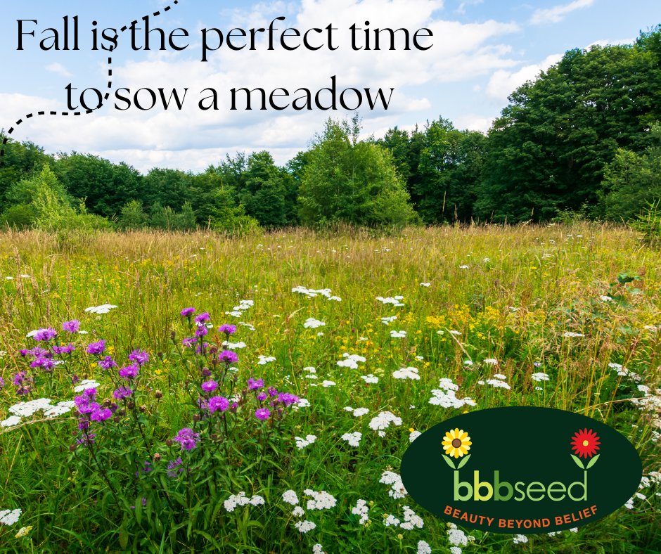 Shop now @ bbbseed.com