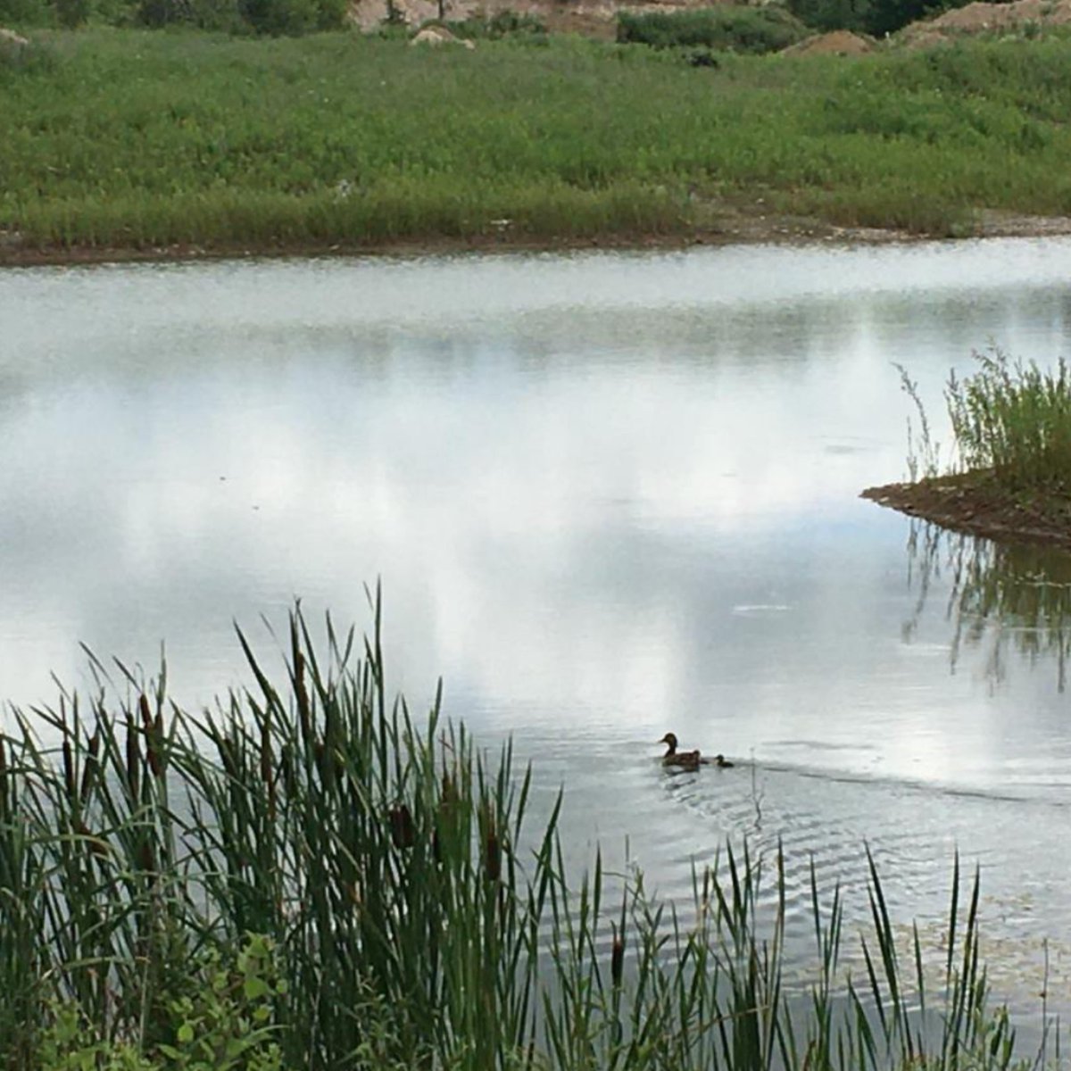 cbm_aggregates's tweet image. Ontario ensures that aggregate operations, including stone, sand &amp;amp; gravel extraction from pits &amp;amp; quarries, coexist with nature. 🏞️ From wetlands to wildlife habitats, the aggregate industry is balancing development requirements with environmental protection. 🦆 #EcoBalance
