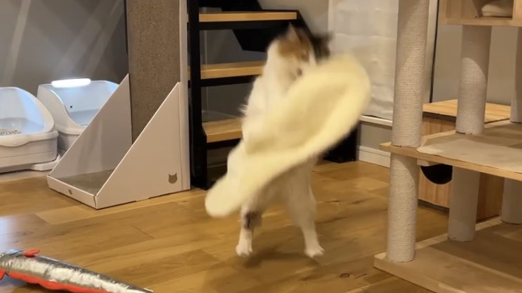 potechi_nikki's tweet photo. よかれと思って猫用毛布出したら盛大にしばかれてる https://t.co/eW7RJH3G4C