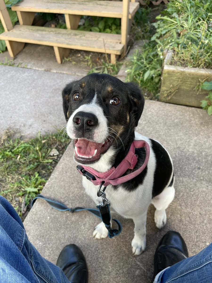 Pupdate: can someone here who works in dog rescue in Minnesota / Minneapolis / Saint Paul / Duluth kindly recommend the very best pet transporter to drive the cutest girl puppy to the Hudson Valley of New York? She'd be very cramped under an airplane seat!
Thank you.
RT